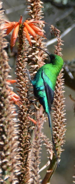 Malachite Sunbird