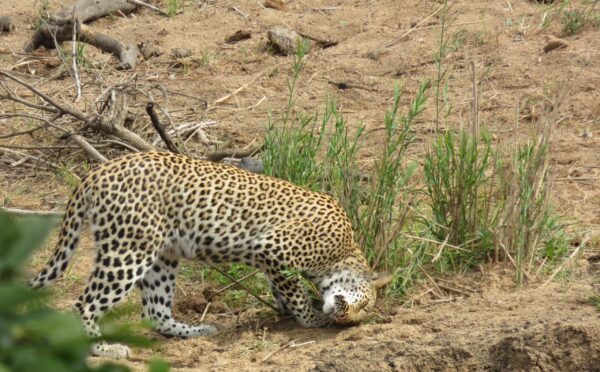 Near Tshokwane on the tar road a beautiful relaxed leopard was marking his territory. Image taken on the 8th of May 2016 by Yvonne Swart