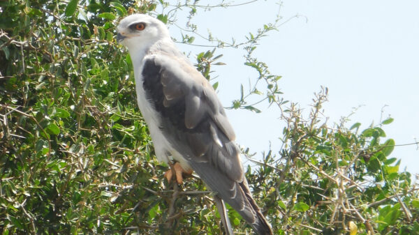 Pallid Harrier