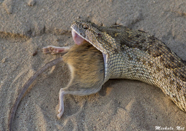 Puff Adder Swallows Whistling Rat