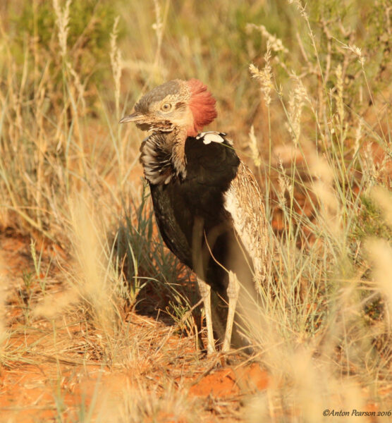 Red-crested Korhaan