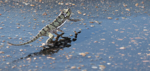 Chameleon by Robert Meineke. Letaba_ Dec 2015