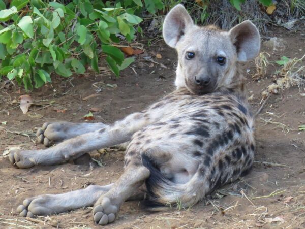 Shingwedzi tar road. Spotted hyena cub with big feet. Image date the 4th of May 2016. taken by Anton Swart