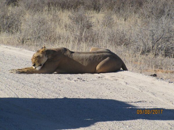 Sleeping lioness