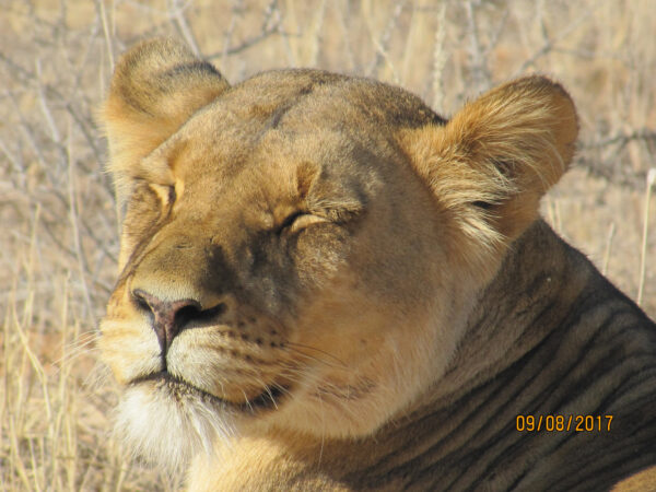 Sleepy lioness