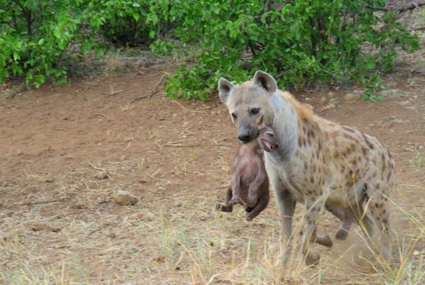 Spotted Hyena mom moving her cub to safety. Image taken on the 4th of May 2016 by Yvonne Swart
