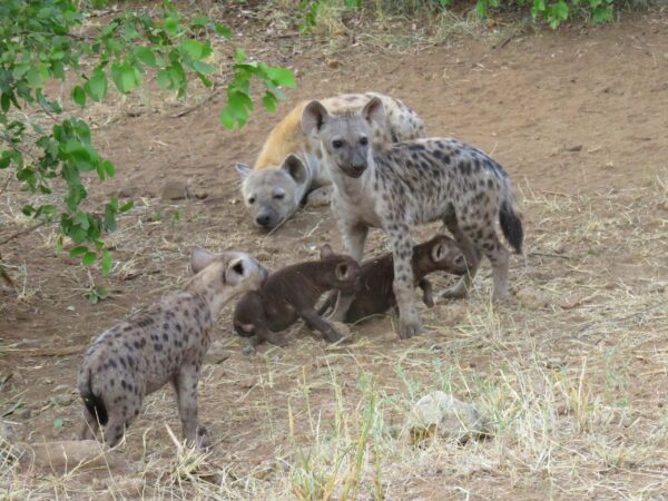 Spotted hyena den with a bullie in the centre. Image was taken on the 4th of May 2016 by Anton Swart