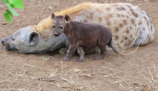 Spotted hyena mom and her restless cub by Yvonne Swart at Shingwedzi tar road. Image was taken on the 4th of May 2016