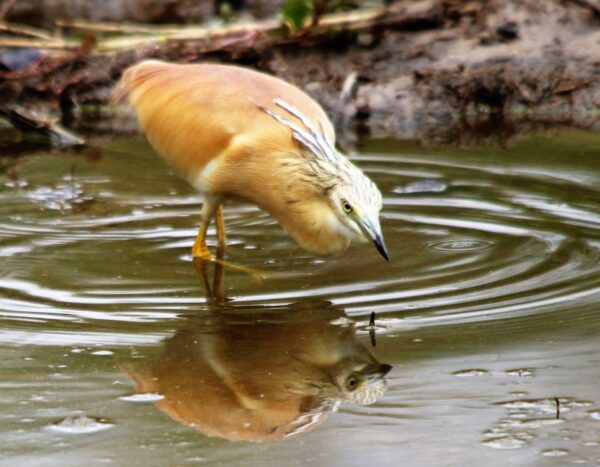 Squacco heron by Gideon Botes at a lake panic. 09 March 2016