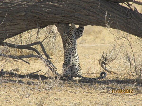 Standing leopard