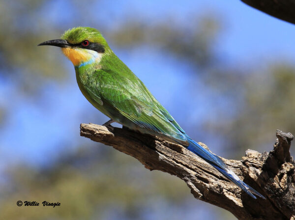 Swallow-tailed Bee-eater