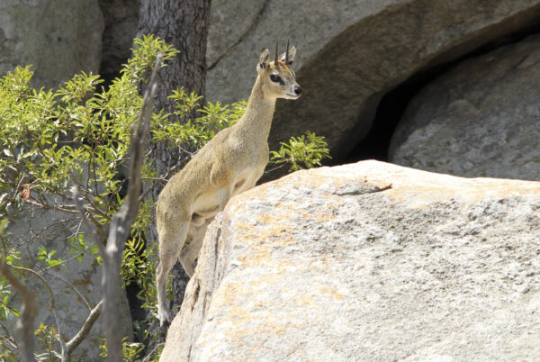 Taken at Shitavi dam by Gideon Botes of. February 2016