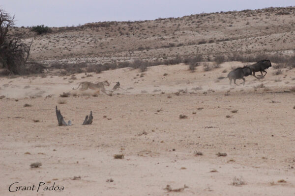 Hunting
