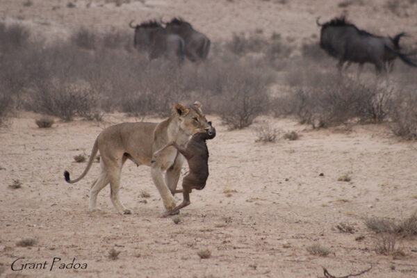 Calf Kill