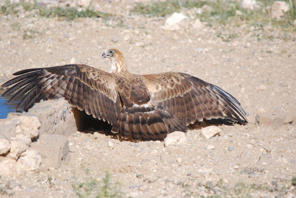 Tawny Eagle sunning itself