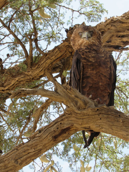 Tawny Eagle sunning itself