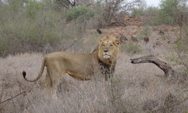 The king of the bush on a kill site by Yvonne Swart on Sand road S90 near Gudzani dam. 26 October 2015.
