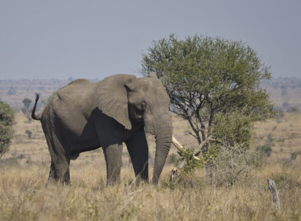 Elephant with one task by Themba Musekiwa.
