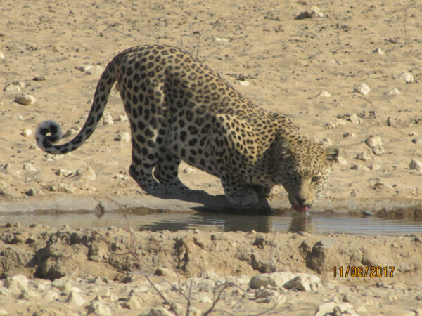 Thirsty leopard