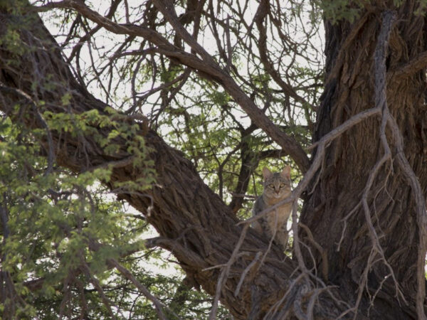 African Wild Cat by Tony Child.  _Kagalagadi