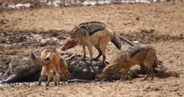 Jackals on a Gemsbok carcass .