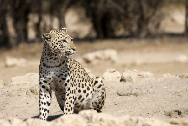Leopard by Tony Child