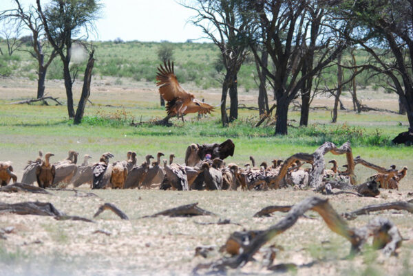 Vultures arriving