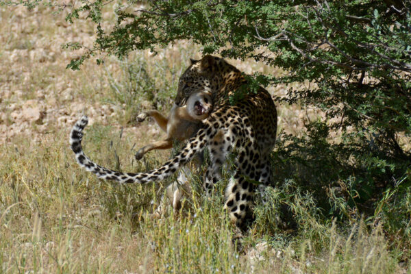 Young Leopard Masego with kill of a Cape Fox