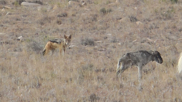 Black backed jackal stalking a new born wildebeest