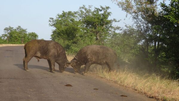 Big bulls in combat for breeding rights by Yvonne Swart at Shingwedzi tar road. Image was taken on the 1st of May 2016