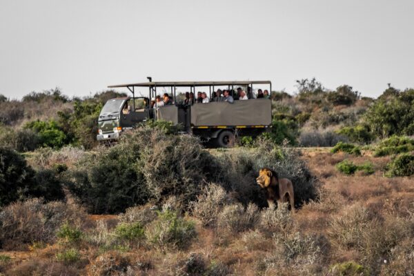 Game Drive