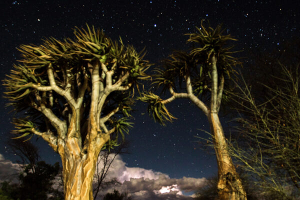 Boabab Tree