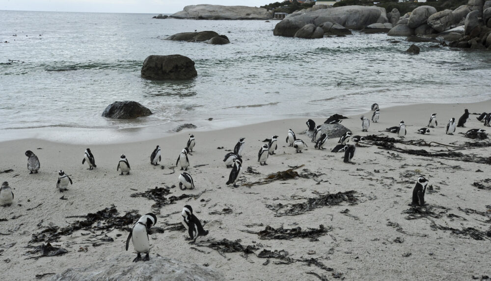 Boulders Beach (5)