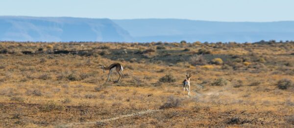 Tankwa Karoo National Park_Fauna and Flora_Rudolph de Girardier_IMGM6643
