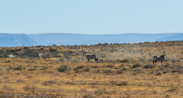 Tankwa Karoo National Park_Fauna and Flora_Rudolph de Girardier_IMGM6664