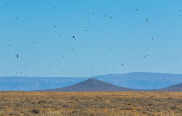 Tankwa Karoo National Park_Fauna and Flora_Rudolph de Girardier_IMGM6708