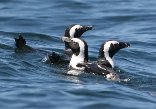 Unusual sightings along the Garden Route Coastline
