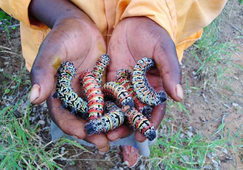 It’s Not About the (Mopane) Worm