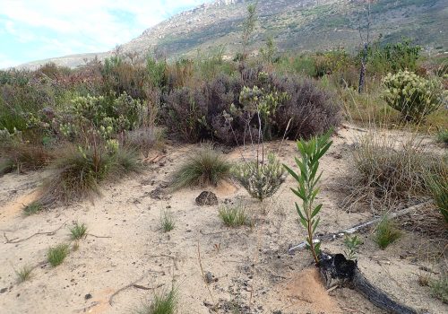 A new lens on an old problem: changing data resolution provides new insights for alien species management