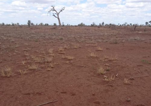Rapid recovery from an exceptional drought in Kruger National Park