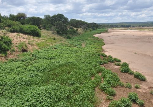 Invasive plants are more phytochemically diverse than native counterparts