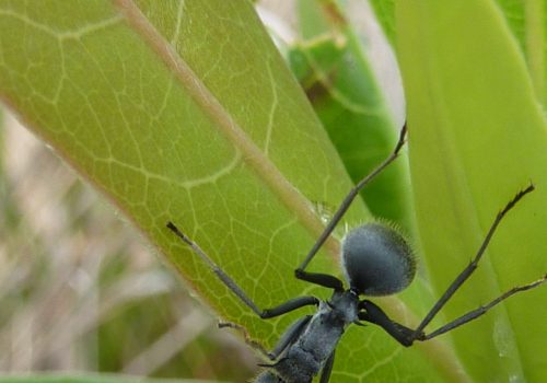 Degradation of land also degrades ant communities