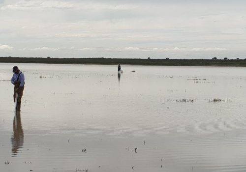 Temporary pans of Gras- and Holpan: Rapid burst of life