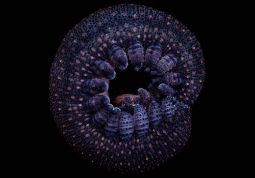 New ‘old’ species discovered in the Garden Route Afrotemperate forests