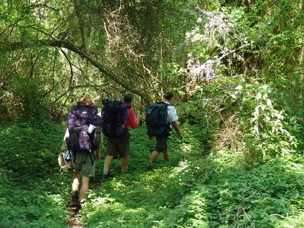 Forest - Alexandria Hiking Trail