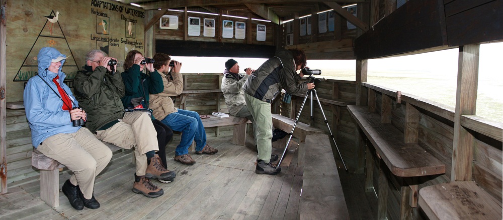 birdhide