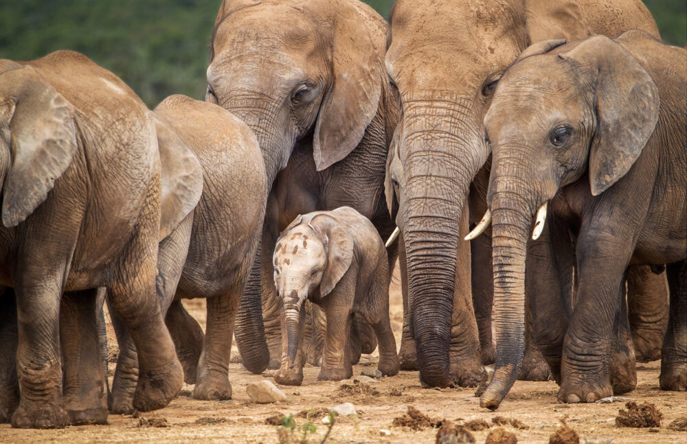 Addo Elephant National Park 3
