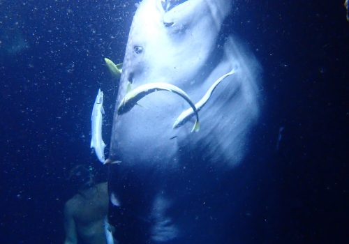 Redefining “provisioning” in marine wildlife tourism