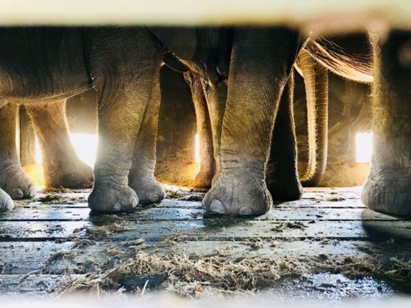 Elephant Capture