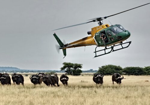 Veterinary and Operational Input into Higher-Level Decision Making Processes